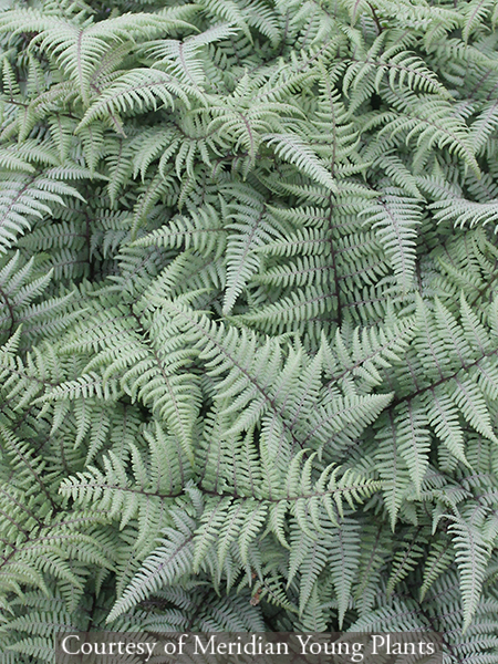 Athyrium Ghost