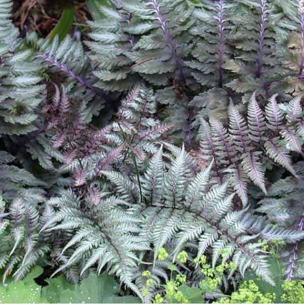 Athyrium niponicum ‘Metallicum’