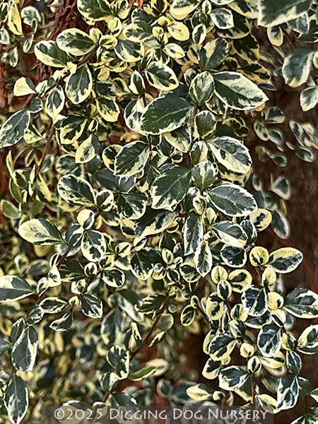 Azara microphylla ‘Variegata’
