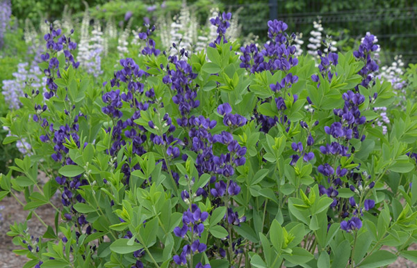 Baptisia &lsquo;Royal Purple&rsquo;