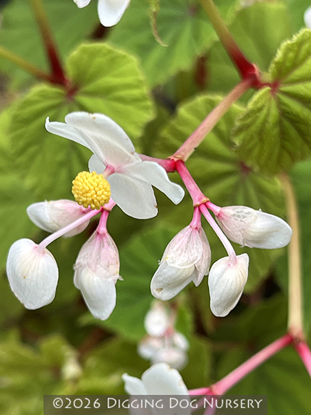 Begonia grandis Alba