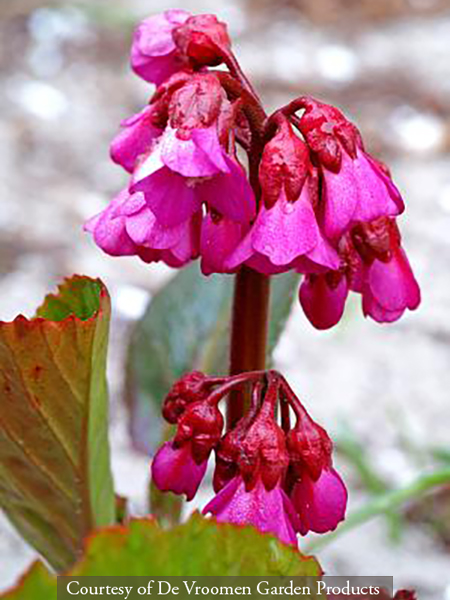 Bergenia Bressingham Ruby