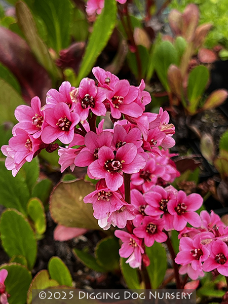 Bergenia &lsquo;Eroica&rsquo;
