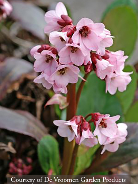 Bergenia &lsquo;Pink Dragonfly&rsquo;