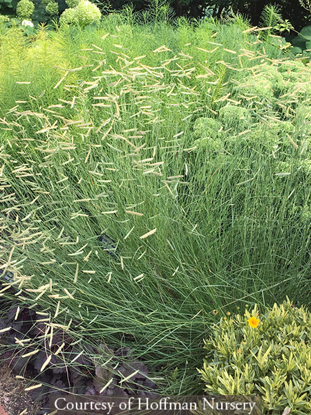 Bouteloua gracilis ‘Blonde Ambition’
