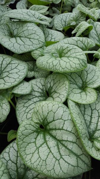 Brunnera macrophylla &lsquo;Alexanders Great&rsquo;