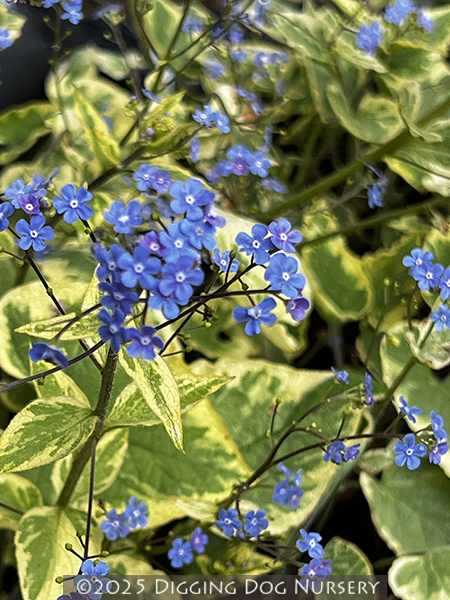 Brunnera macrophylla Hadspen Cream