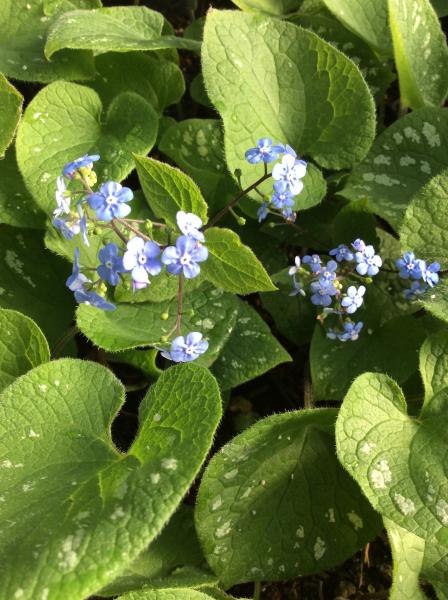 Brunnera macrophylla &lsquo;Silver Wings&rsquo;