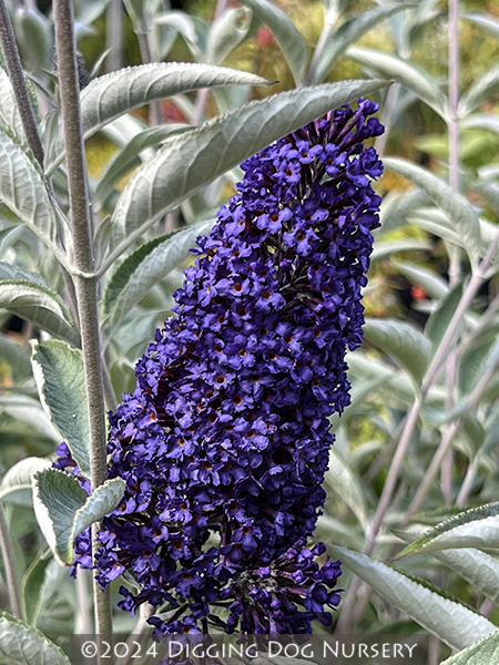Buddleja Ellen�s Blue