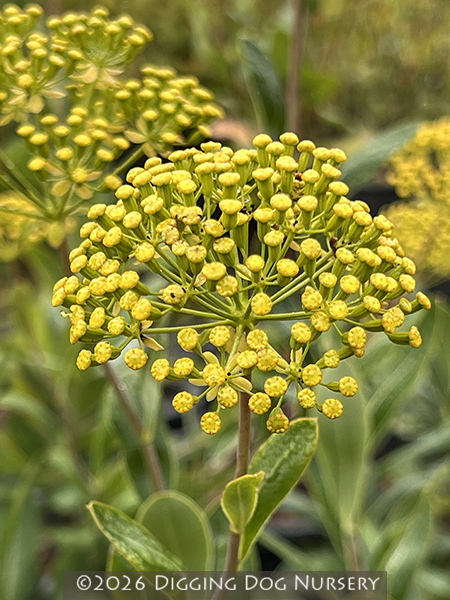 Bupleurum fruticosum