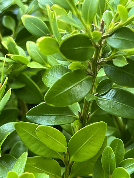 Buxus Glencoe