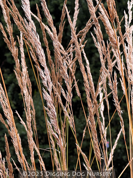 Calamagrostis acutiflora ‘Karl Foerster’