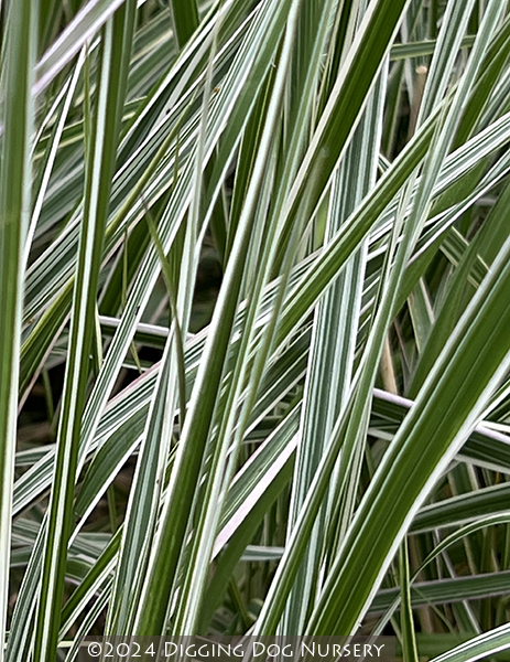 Calamagrostis arundinacea ‘Overdam’