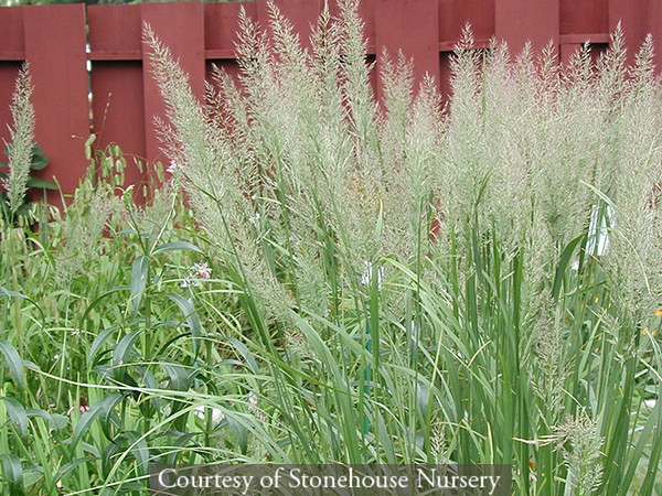 Calamagrostis brachytricha