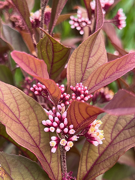 Callicarpa Pearl Glam�