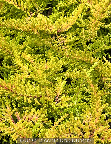 Calluna vulgaris Blazeaway