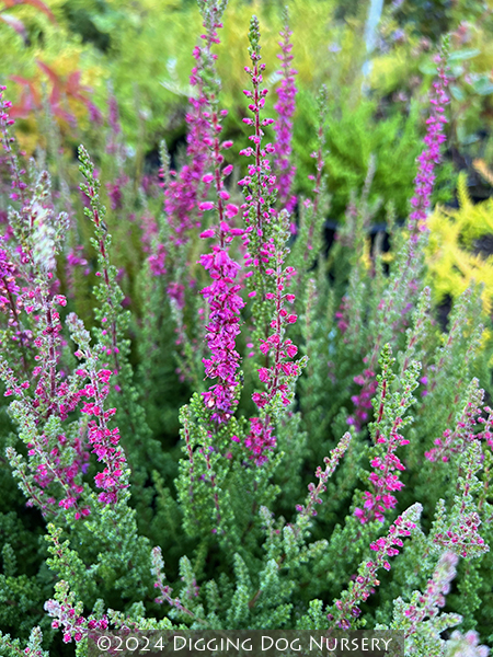 Calluna vulgaris &lsquo;Dark Beauty&rsquo;