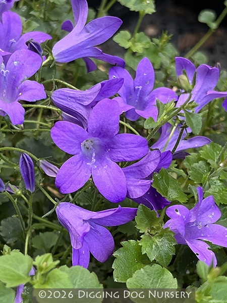 Campanula Birch Hybrid