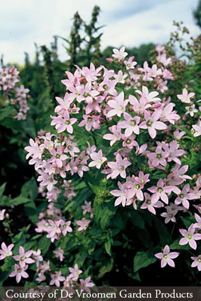 Campanula lactiflora Loddon Anna