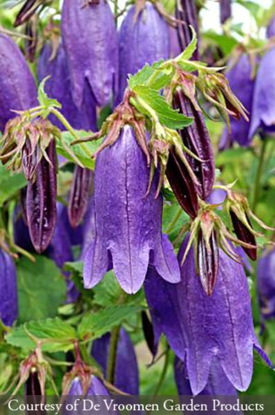 Campanula &lsquo;Sarastro&rsquo;