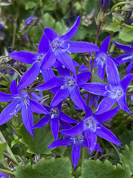 Campanula poscharskyana Stella