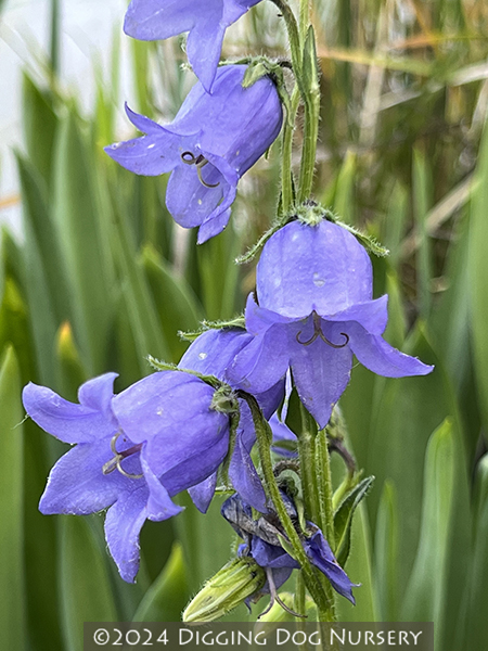 Campanula barbata