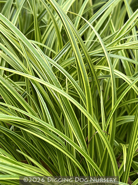 Carex dolichostachya &lsquo;Kaga Nishiki&rsquo;