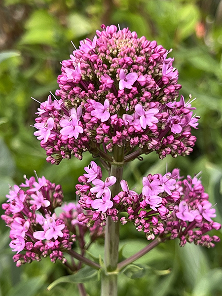 Centranthus ruber Pretty Betsy