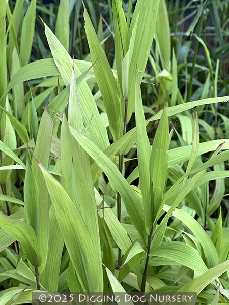 Chasmanthium latifolium