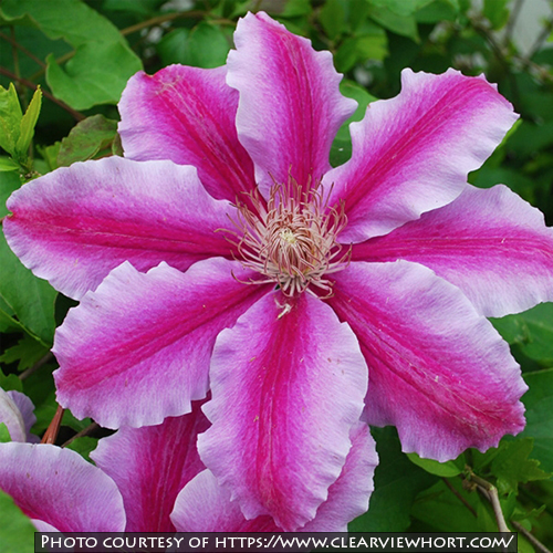 Clematis Doctor Ruppel