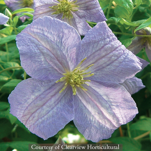 Clematis viticella &lsquo;Emilia Plater&rsquo;