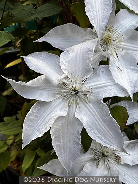 Clematis Gillian Blades