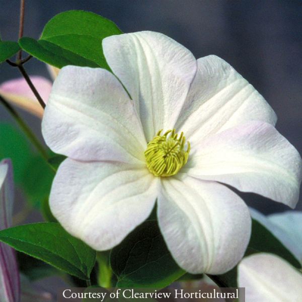 Clematis Huldine
