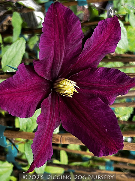 Clematis Niobe