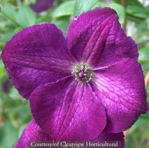 Clematis viticella &lsquo;Royal Velours&rsquo;