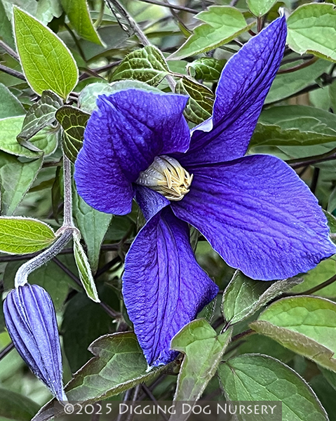 Clematis durandii
