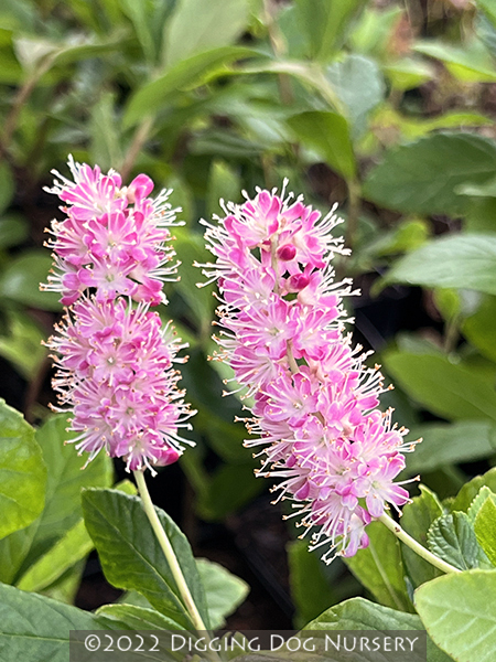 Clethra alnifolia Ruby Spice