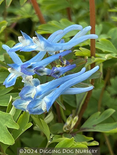 Corydalis flexuosa ‘Pere David’