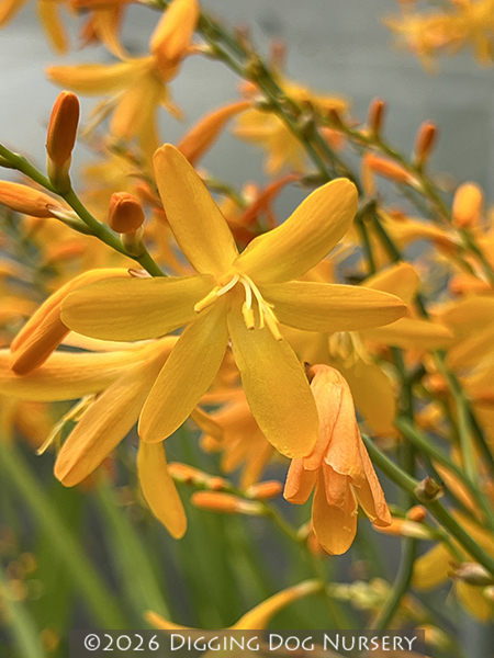 Crocosmia ‘John Boots’