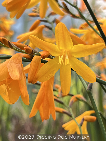 Crocosmia Solfaterre