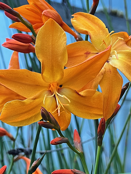 Crocosmia Star of the East
