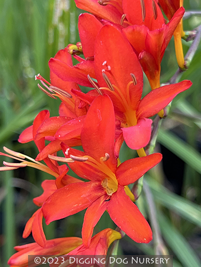 Crocosmia Zeal Tan