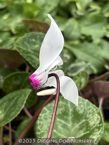 Cyclamen persicum
