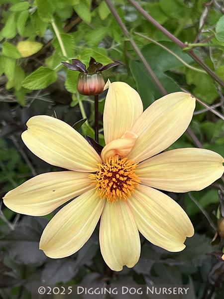 Dahlia ‘Bishop Of York’