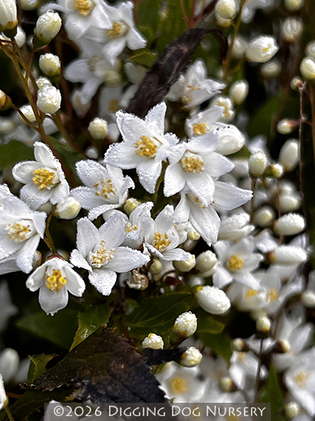 Deutzia gracillis Nikko