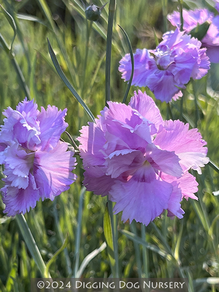 Dianthus &lsquo;Rose de Mai&rsquo;