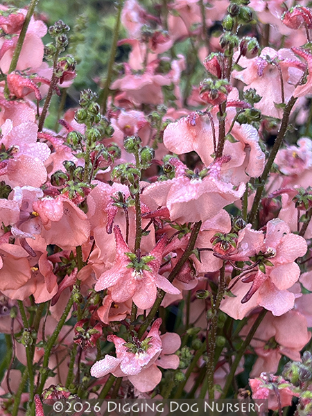 Diascia ‘Blackthorn Apricot’