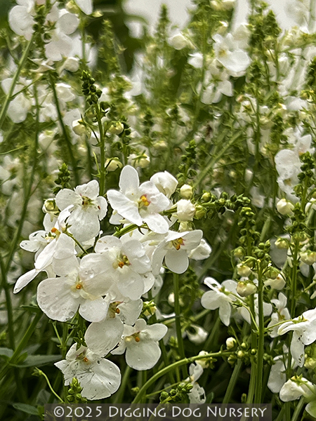 Diascia barberae ‘Trinity� Grace’