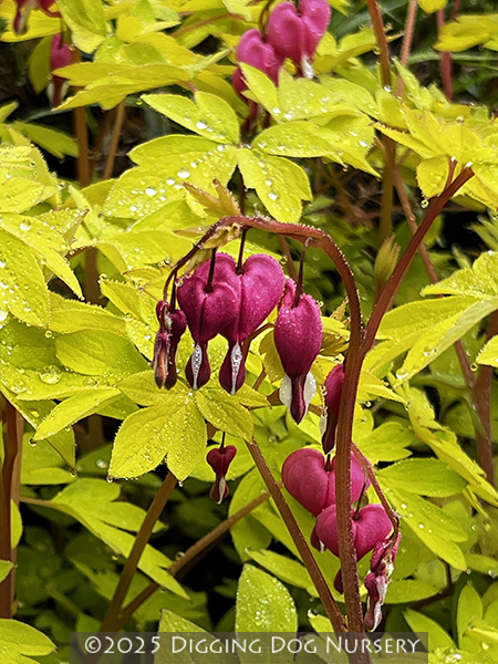 Dicentra spectabilis ‘Gold Heart’