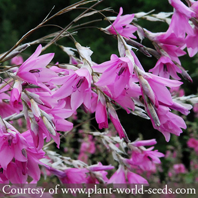 Dierama &lsquo;Pink Rocket&rsquo;